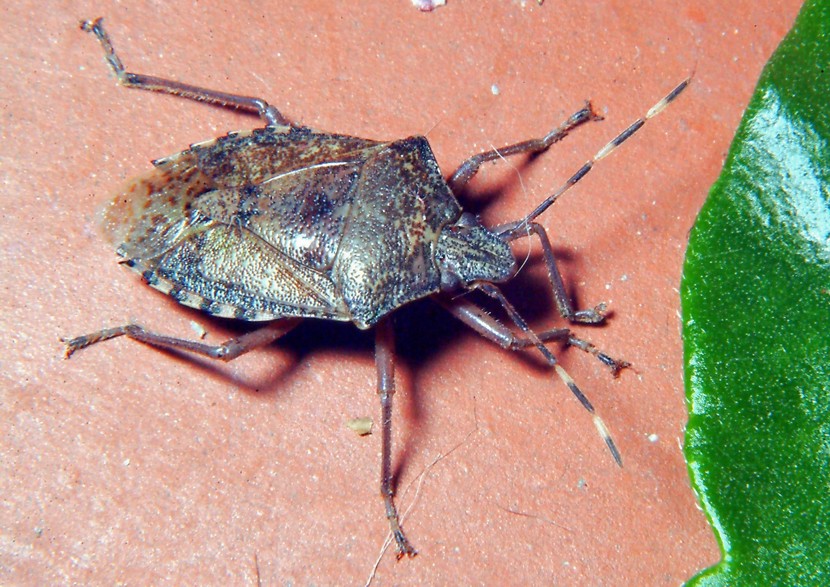 Rhaphigaster nebulosa